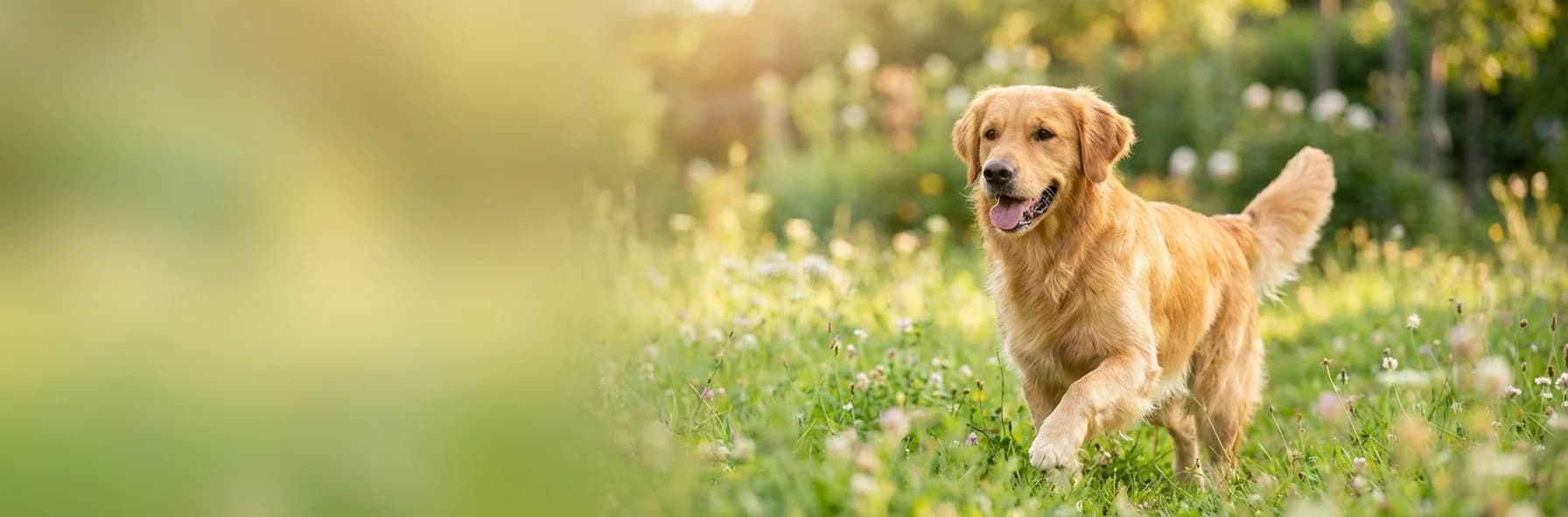 Simparica TRIO — Protection Tout-en-Un